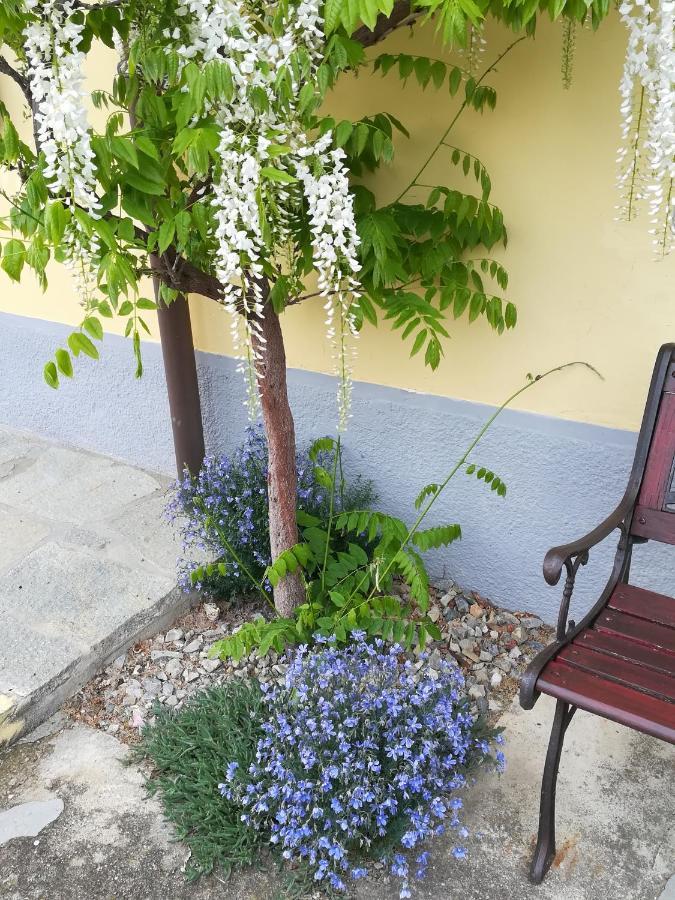 Hostal La Casa Dei Masue' Alba  Exterior foto
